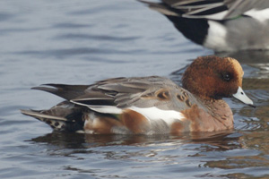 smient - Starreplas - november 2011